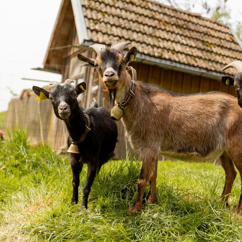 Ziegen